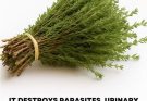 THE MOST POTENT HERB THAT DESTROYS PARASITES, URINARY TRACT
