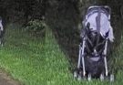 If you find an abandoned stroller at the roadside, here’s why you might want to wait before getting out of your vehicle