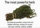 THE MOST POTENT HERB THAT DESTROYS PARASITES, URINARY TRACT
